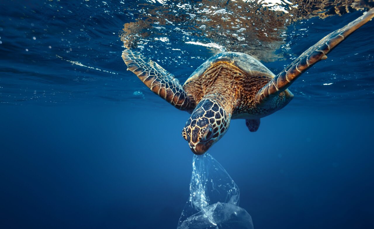 https://plastomega.com.tr/wp-content/uploads/2021/01/shutterstock_1598950828-scaled-1280x786.jpg